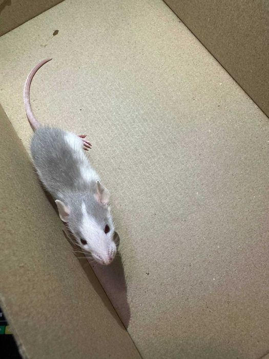 Декоративні щурики, дамбо