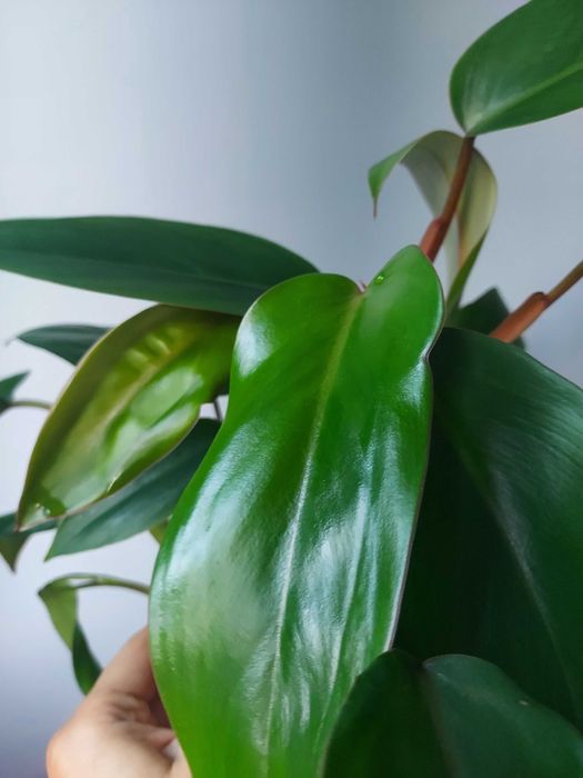 Philodendron Red Emerald