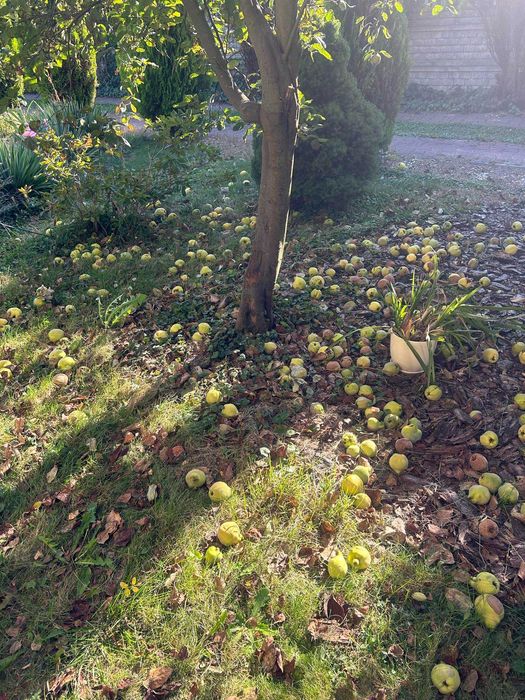 Pigwa owoc, 10 zł za kg, Dęblin