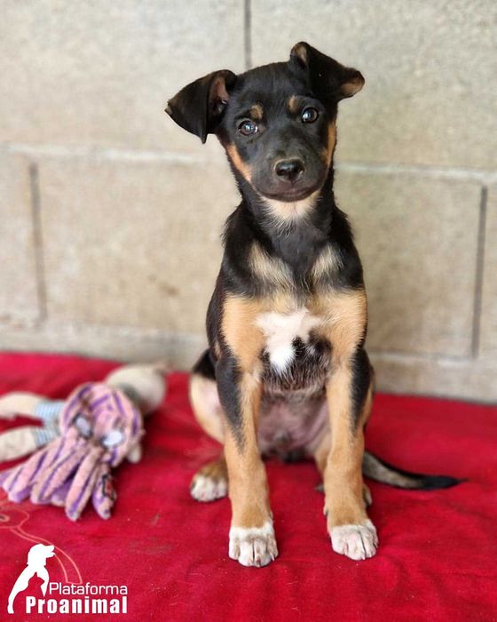 LEVI - Cãozinho bebe para Adoção