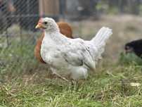 Silverudd Blue kogucik 6 tygodniowy splash import Austria