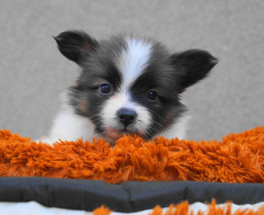 папильон малыш мальчик