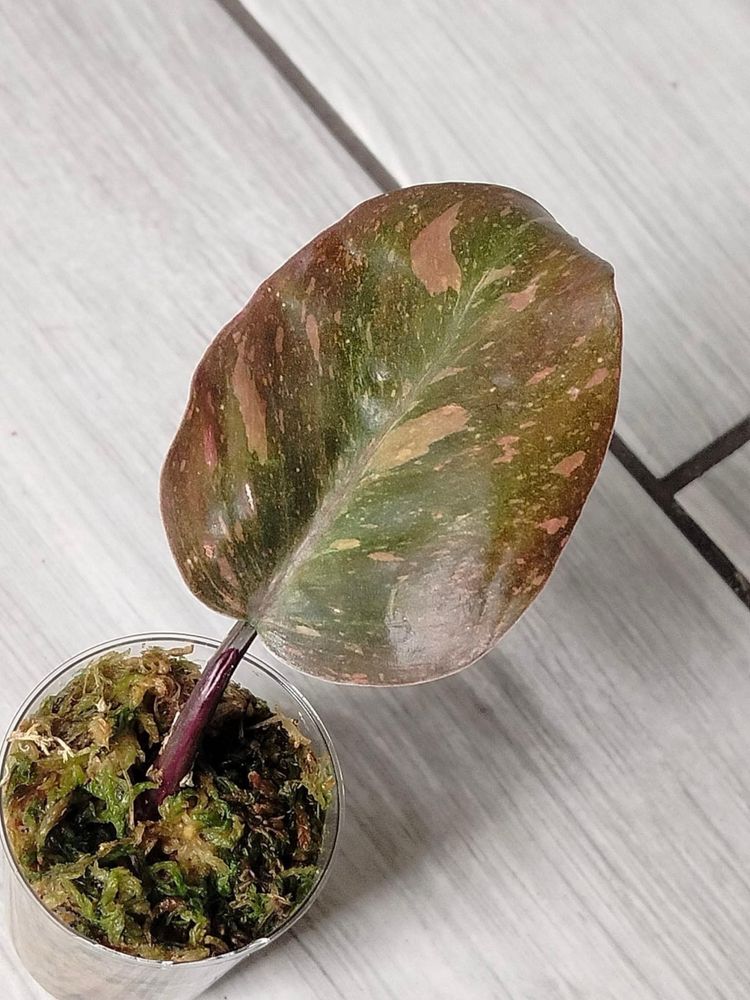 Philodendron Orange Princess Variegata