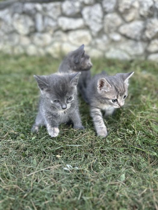 Віддам кошенят у добрі руки