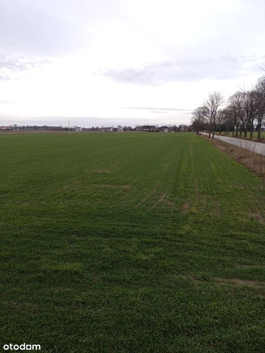 Sprzedam działki budowlane Winnica (uchwalony MPZP)