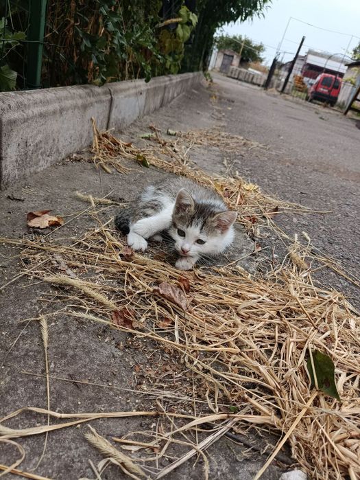 Кошенята, віддамо в добрі руки