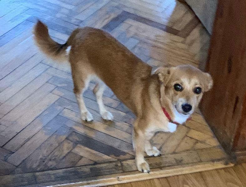 Oddam za darmo psa Wrocław  - roczną  suczkę