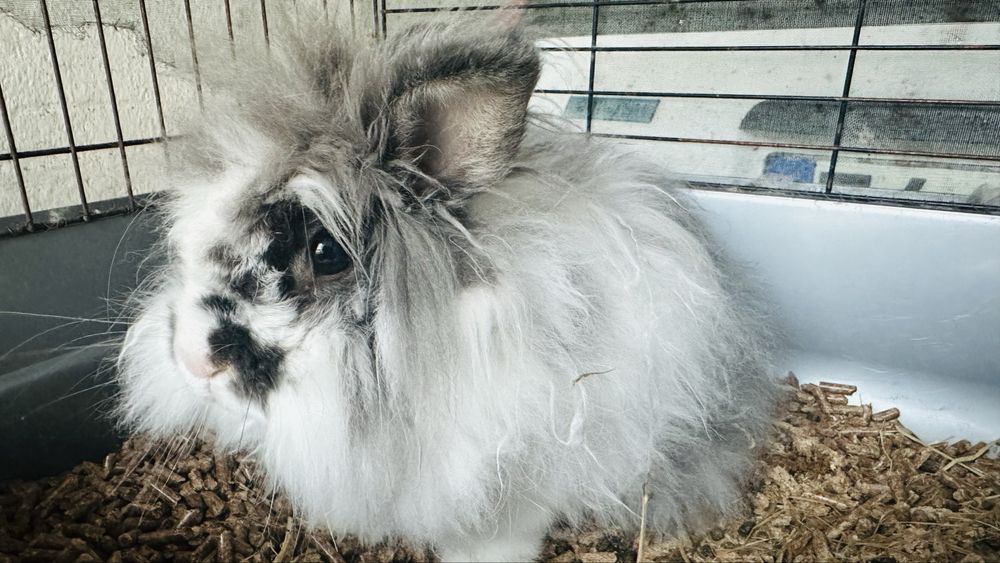 Adopcao de coelho de 1 ano e meio