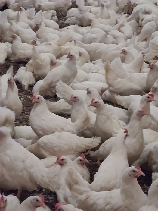 Kury kurki leghorn