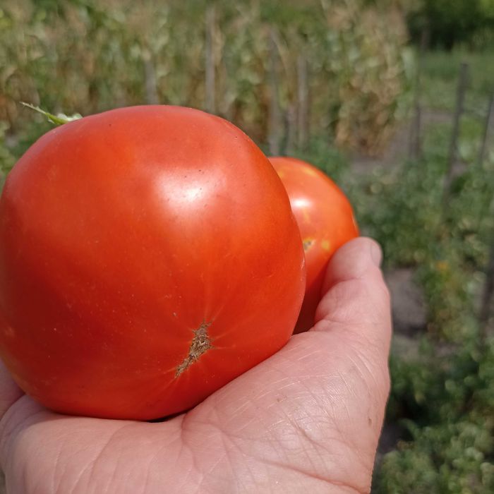 Насіння томату "Золоте серце Ашхабаду","Товстунка","Царь Колокол"