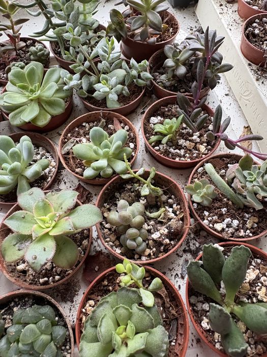 Кімнатні рослини, ехеверіі сукуленти , гастерія