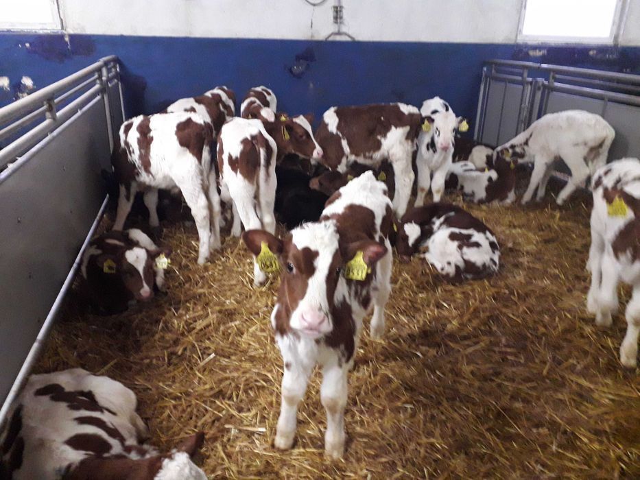 Cielaki Byczki, Jałówki Mięsne, Cielęta dowóz