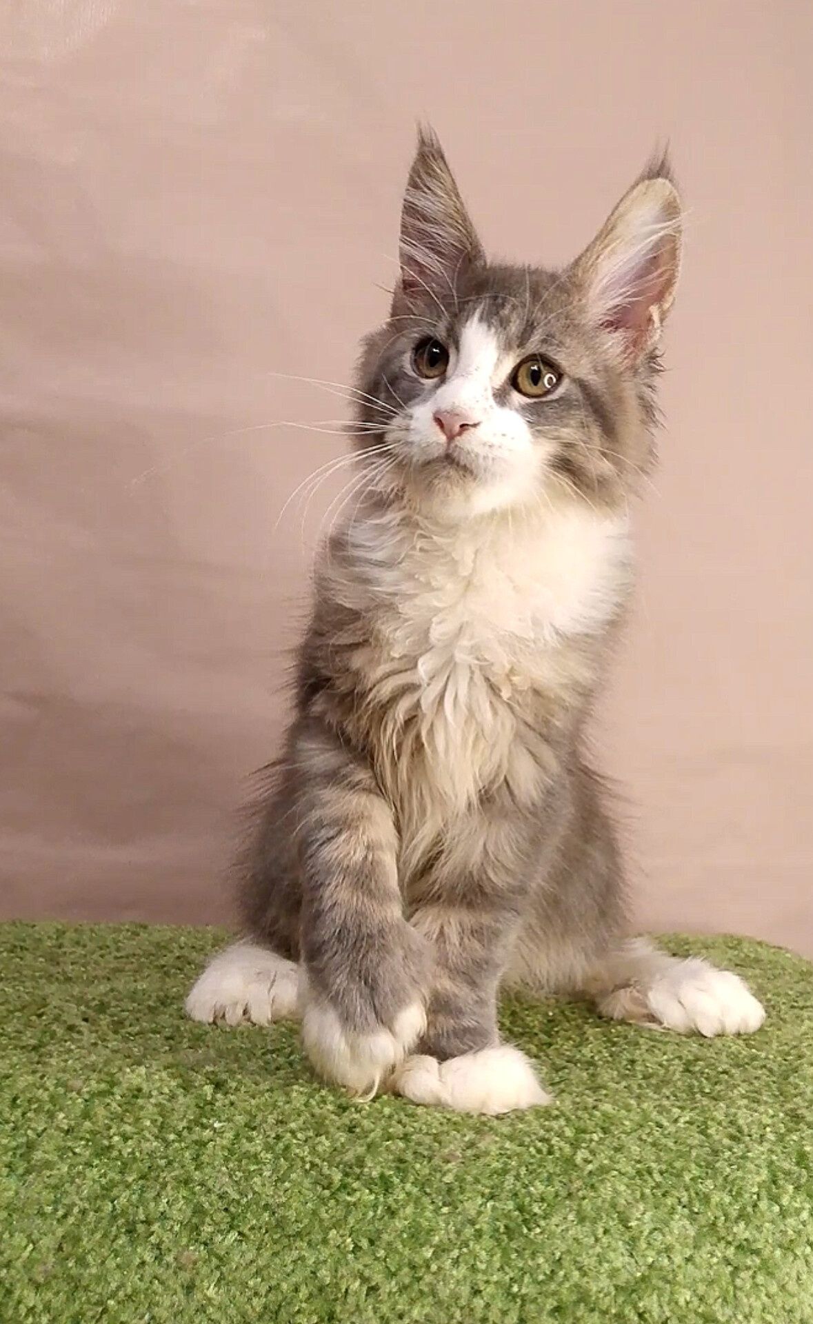 Кошеня мейн кун ,полідакт