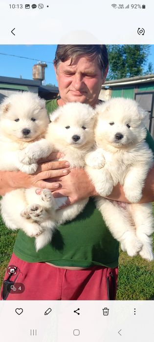 Цуценята породи Самоїд