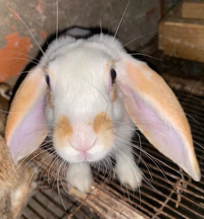 Bélier Francês com 5 meses de idade