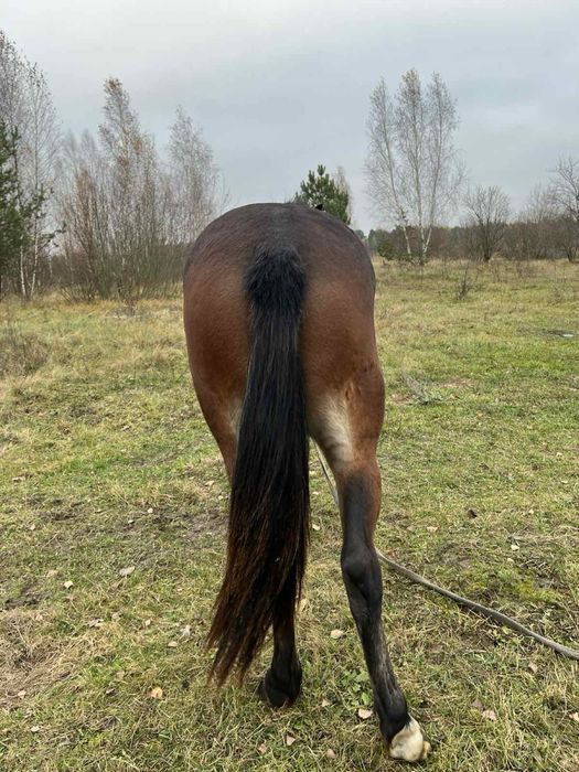 Продам лошицю півтора року