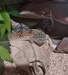 Gekon lamparci 5 lat razem z terrarium