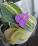 Традесканция силламонтана вариегатная / Tradescantia sillamontana var.