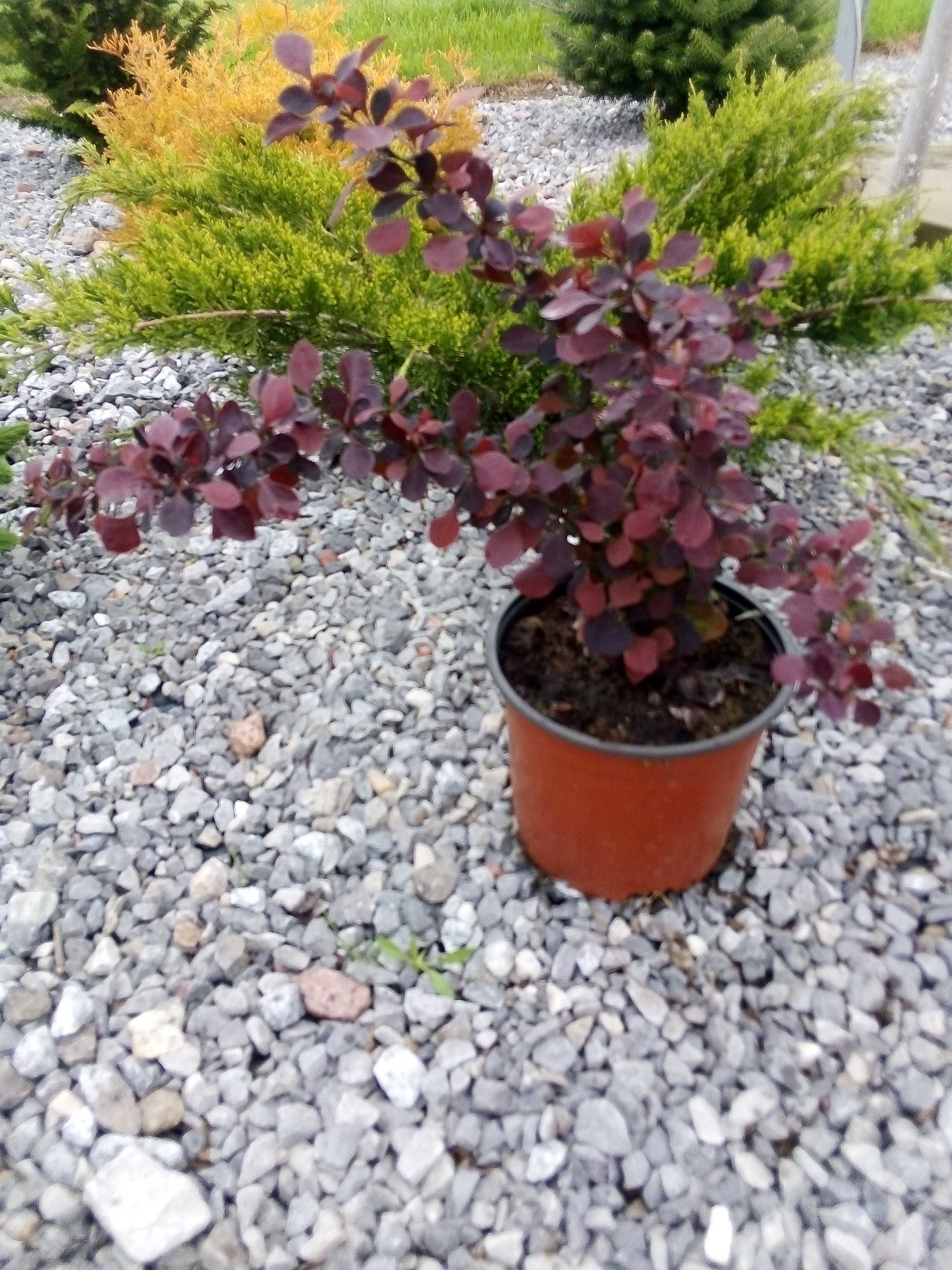 Berberys Thunberga Atropurpurea doniczka 0,5l 2l