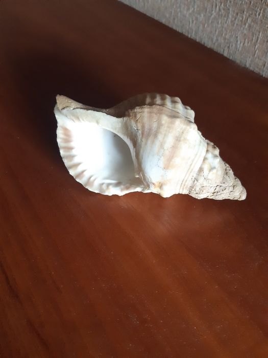 Ракушка морская, 17см