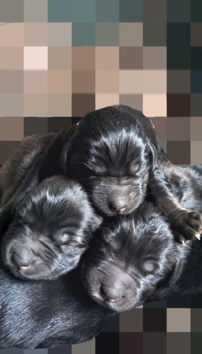 Nowo narodzone szczenięta szukają domu