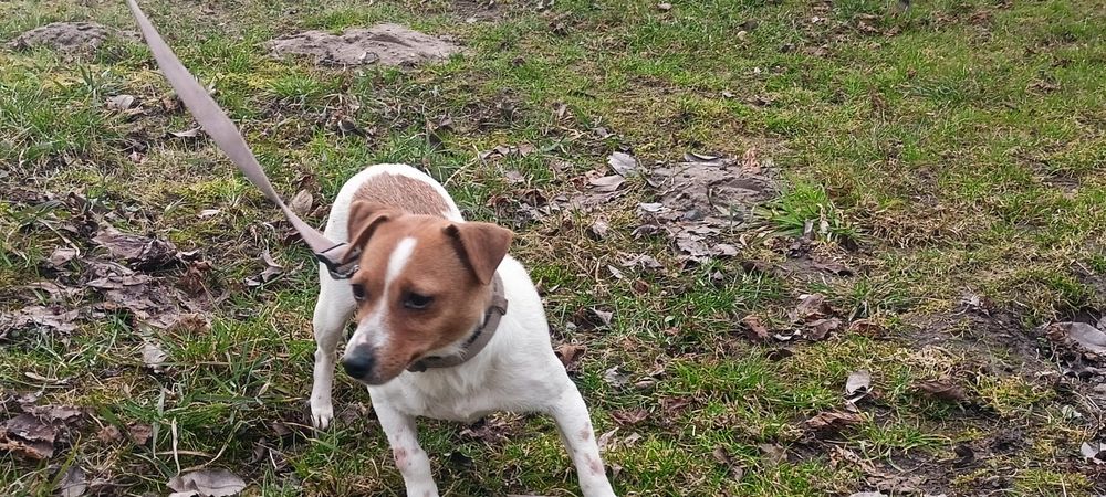 Jacek Russell terrier