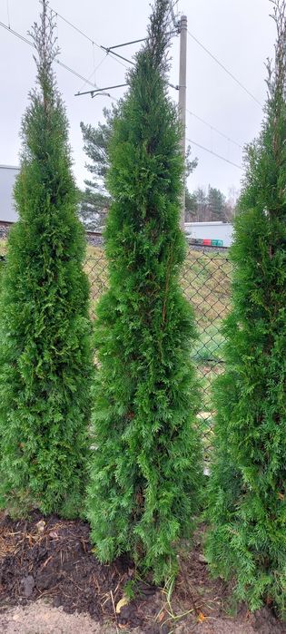 Tuje Szmaragdowe od 200-250  cm