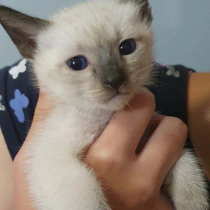 Тайские котята из профи питомника
