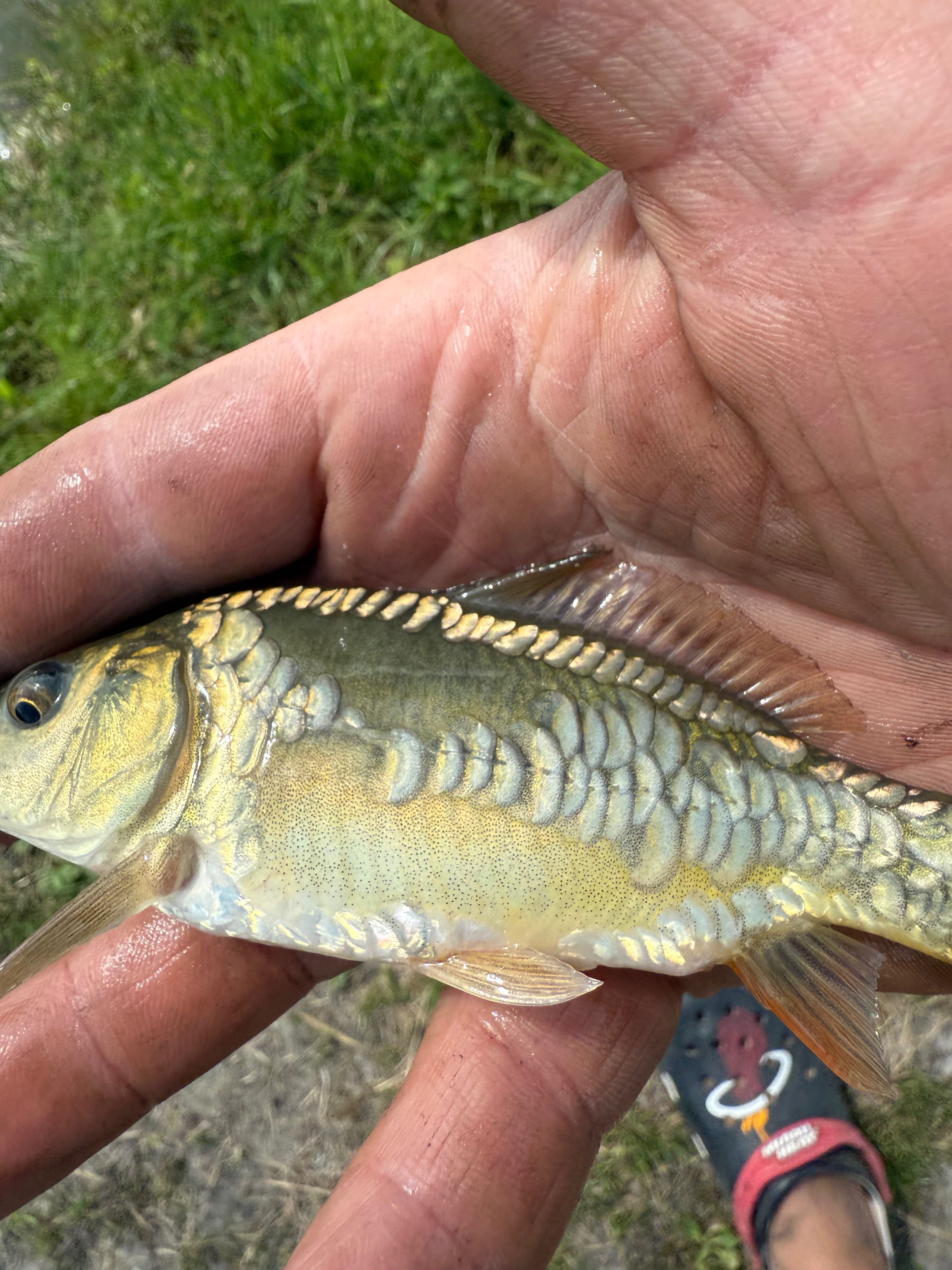 Narybek Karp królewski pelnoluski golec 7cm-25cm