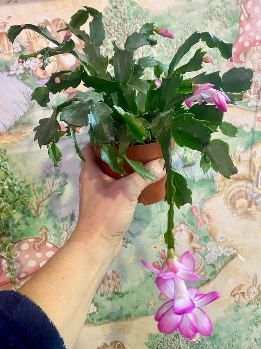 Рождественик белый, желтый, розовый с белым.