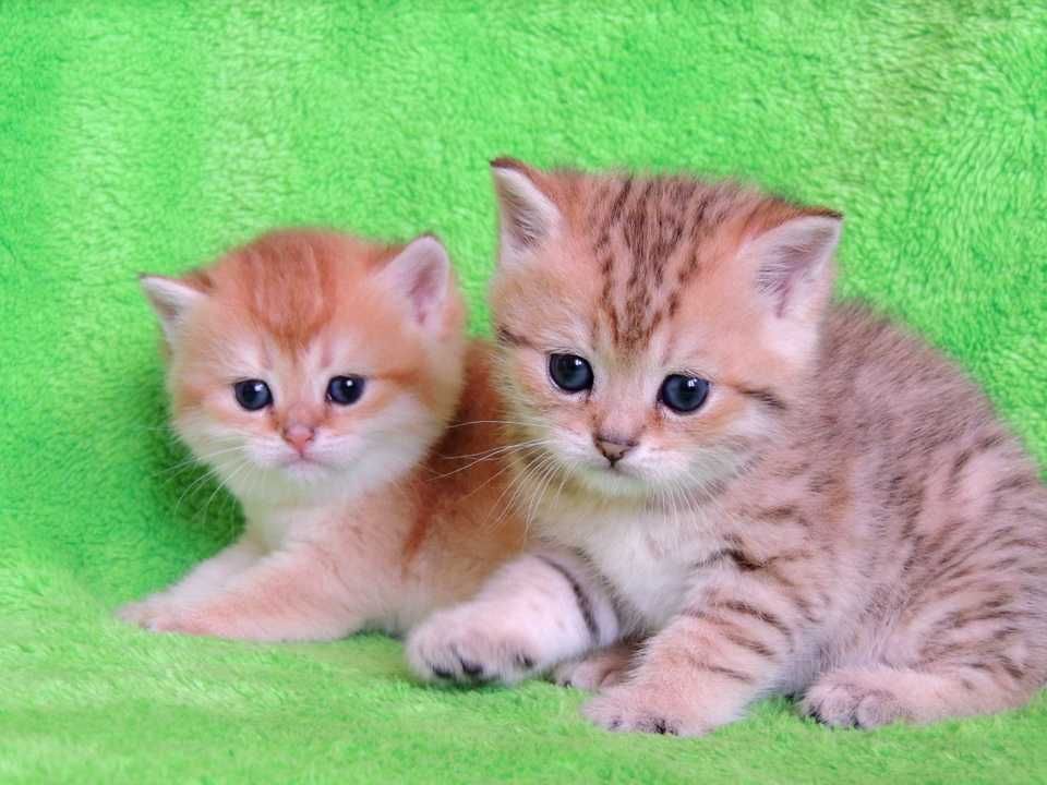 Шотландские котята золотистого окраса