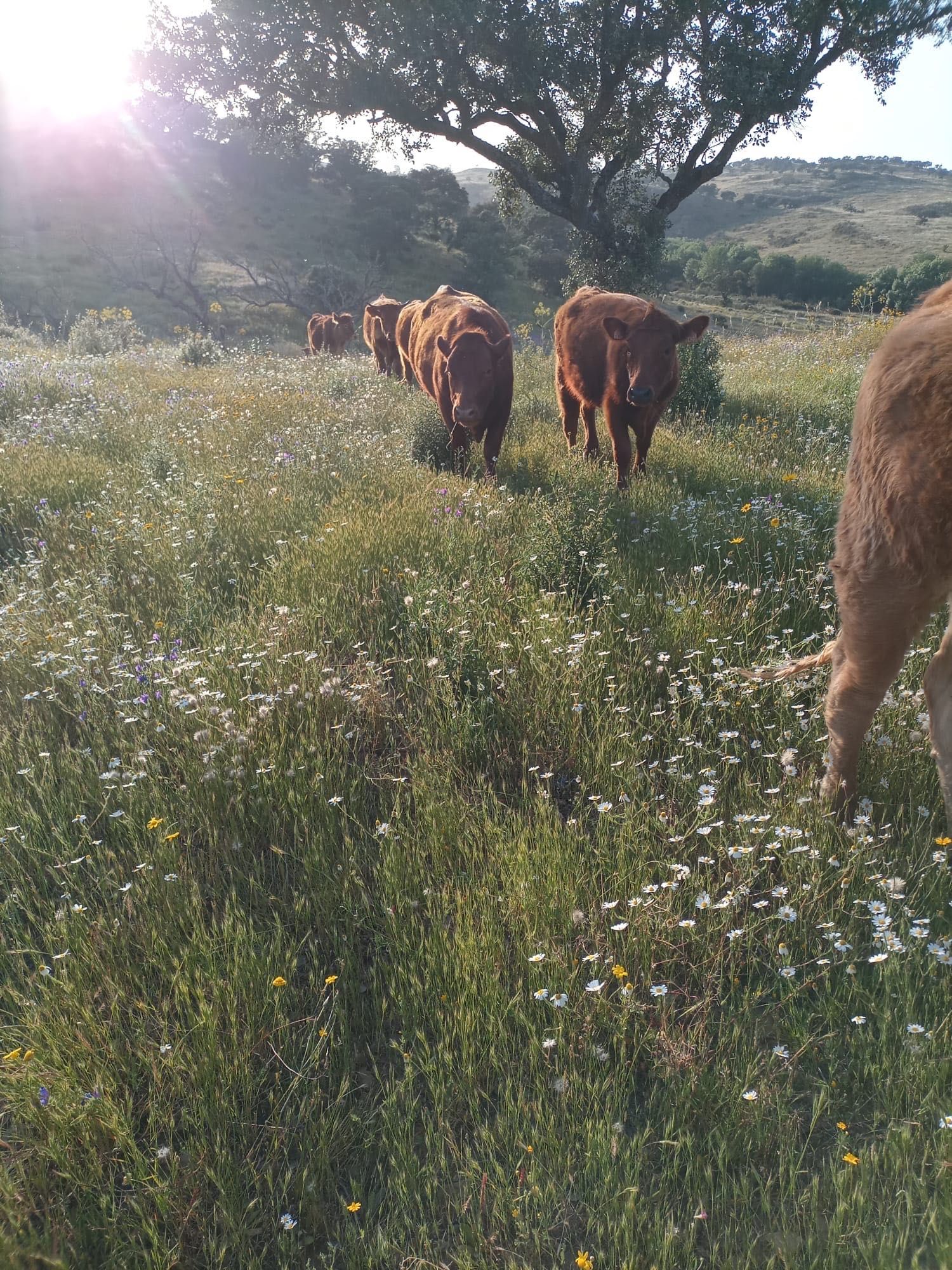 Vacas angus e angus cruzadas limosine