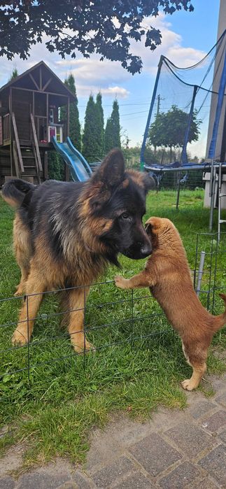 Zaginął owczarek niemiecki