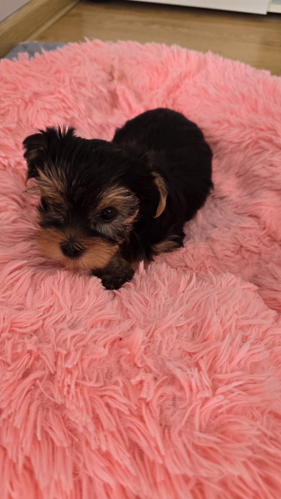 Yorkshire terrier suczka