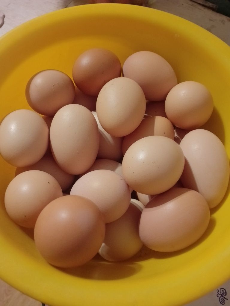 Продаємо домашні яйця