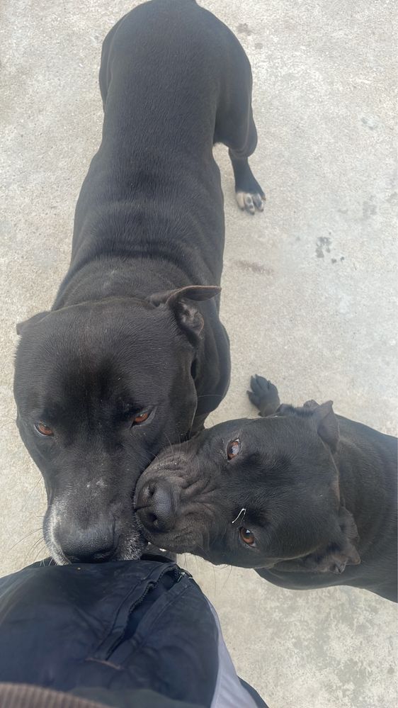 Pitbull Black pais ultima foto