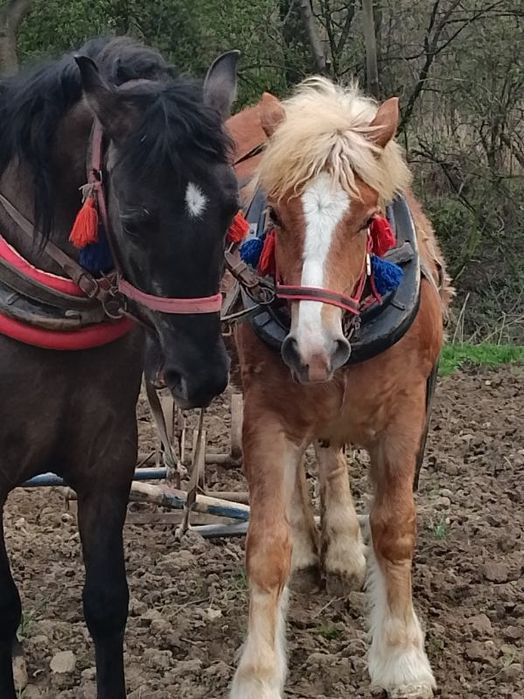 Witam sprzedam klacz