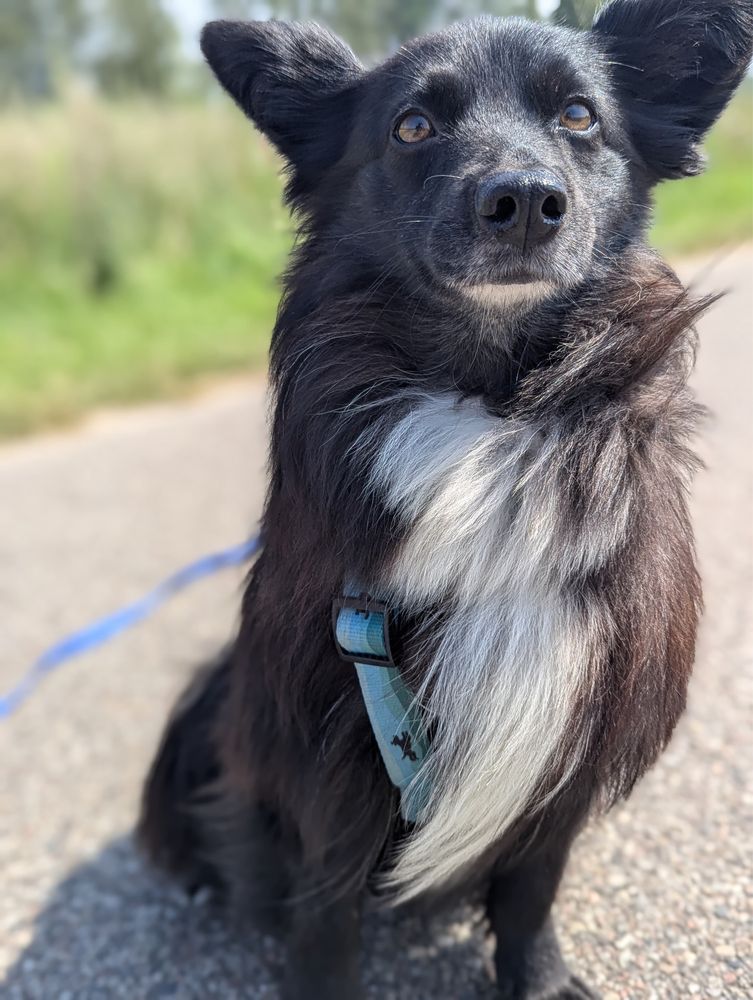 Alfa – miniaturowa piękność jak fiński lapphund
