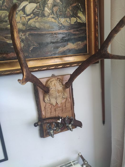 Stare poroże na trofeum