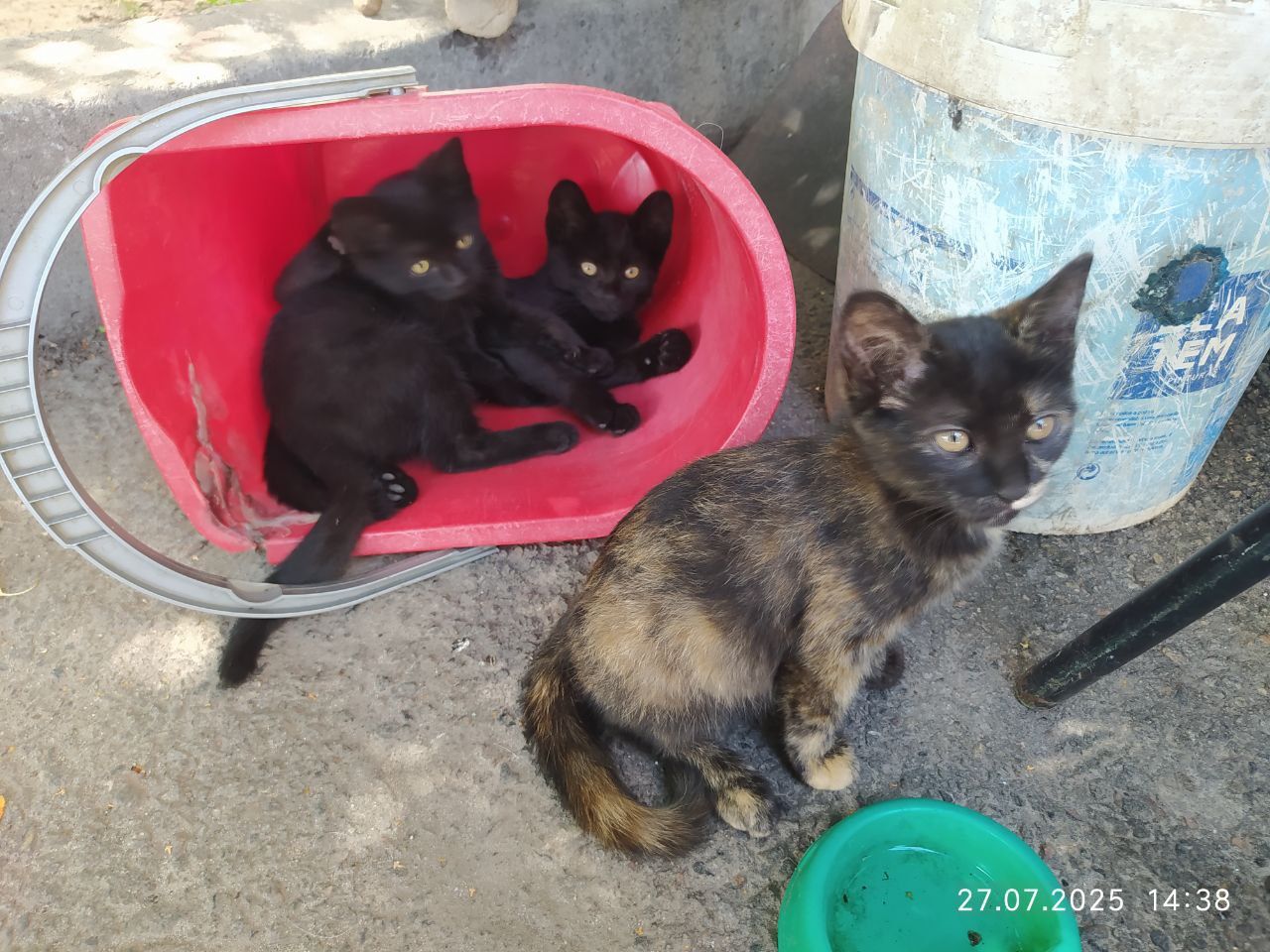 Котята бесплатно! Ждут свою семью