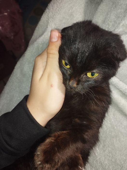 Чорна кішечка клаповуха породиста