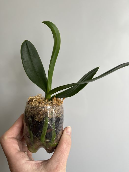 Фаленопсис-сюрприз