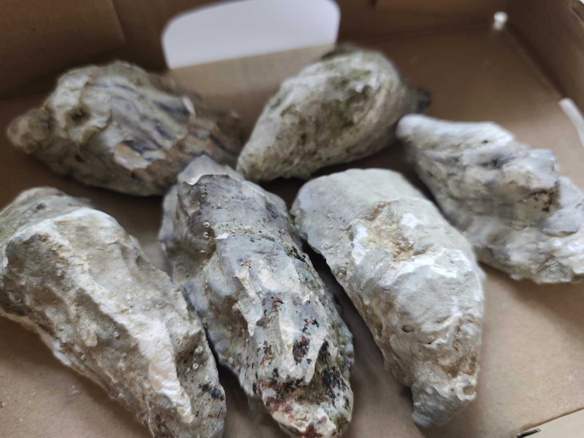 Macica perłowa, kompletne muszle Ostryg Amerykańskich 6 sztuk.