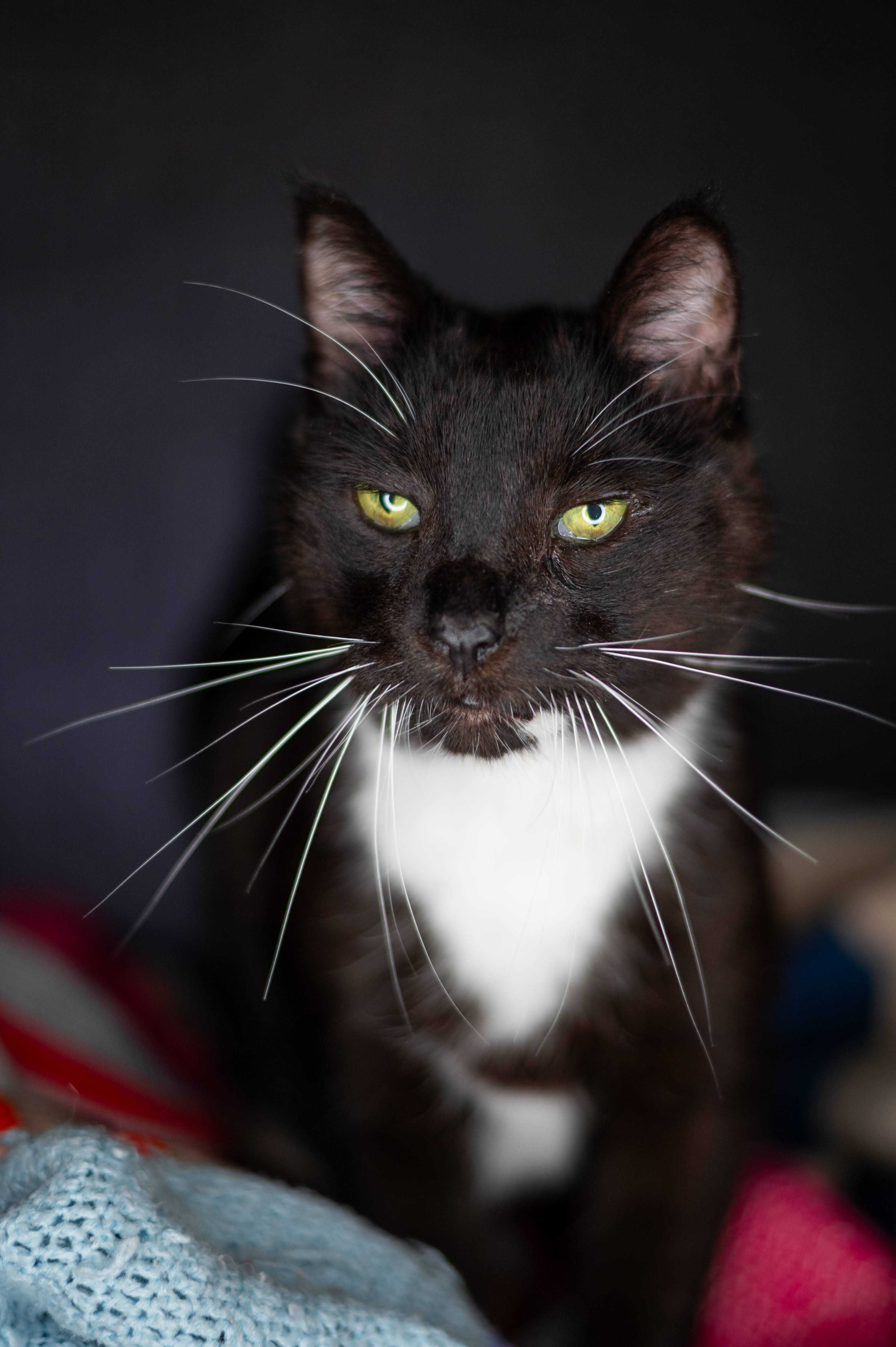 Mruczek kocur do adopcji