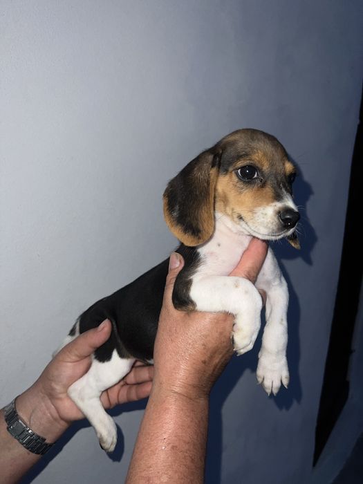 Beagle tricolor Femea