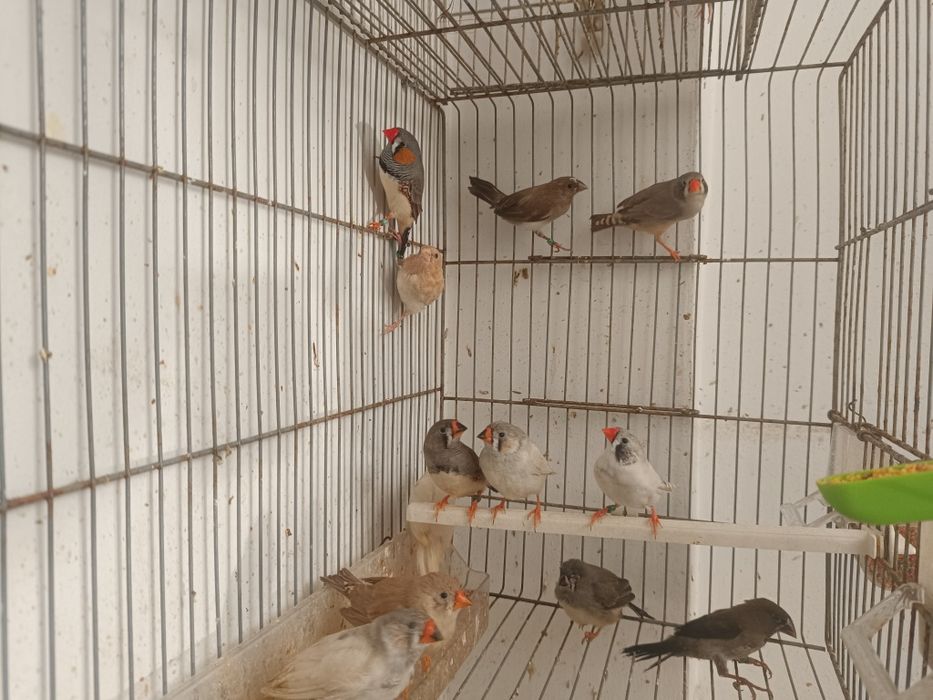 Mandarins para ceder