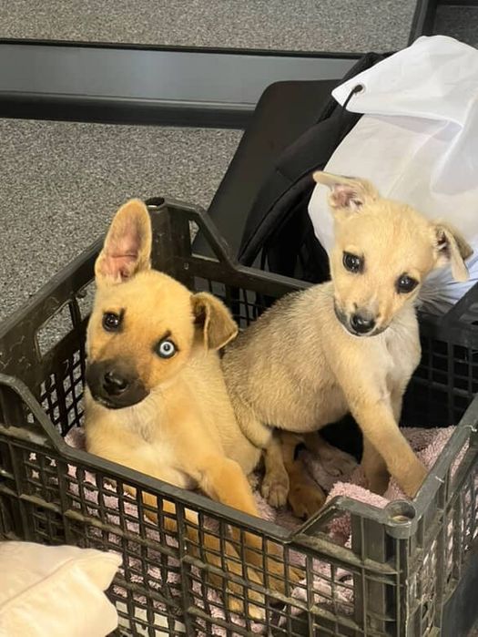 Цуценятка шукають домівки