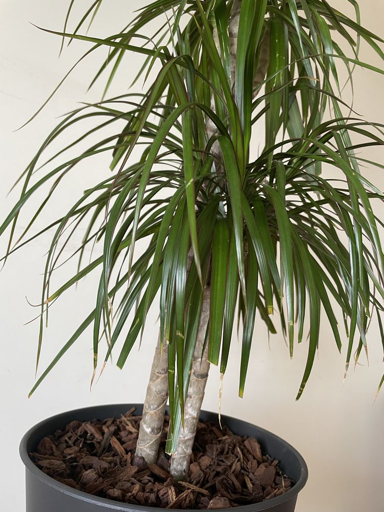 Planta Dracaena de Madagáscar