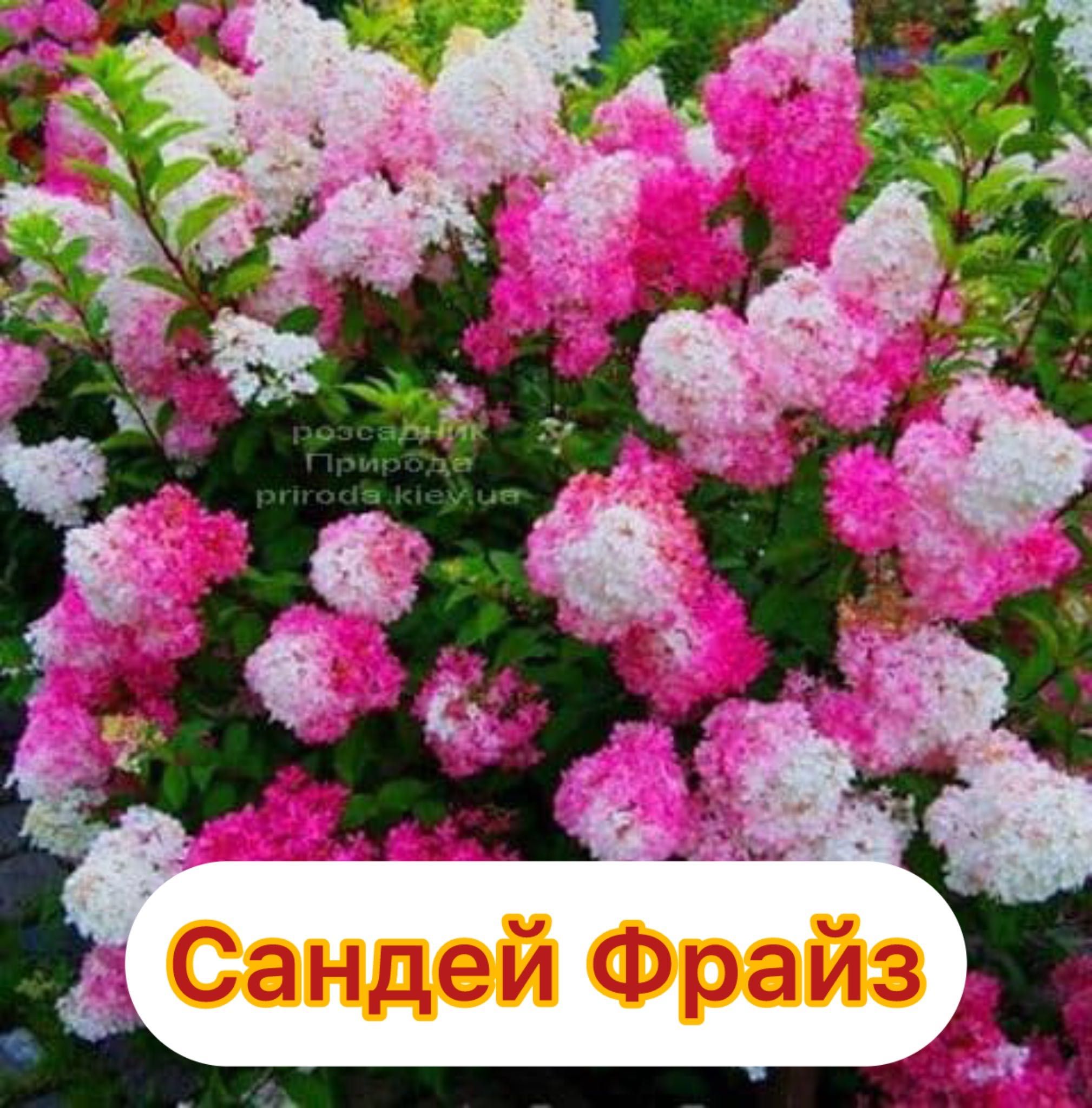 Волотисті гортензії