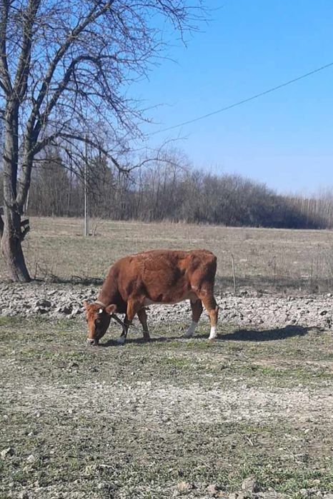 Krowa Polska Czerwona mix Jersey 9 lat